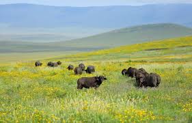 Top Reasons to Visit Serengeti in February for Calving Season Top Reasons to Visit Serengeti in February for Calving Season