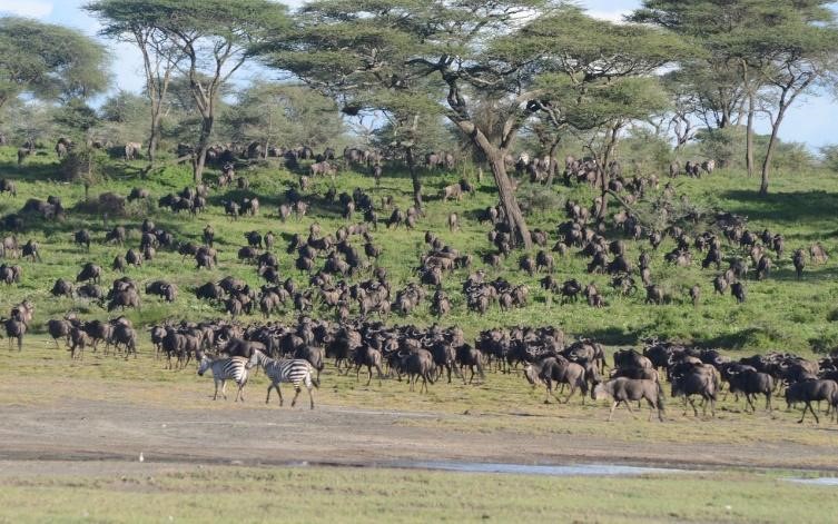 February Wildlife Safari in Serengeti National Park: The Magic of Calving Season