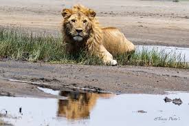 February Wildlife Safari in Serengeti National Park: The Magic of Calving Season