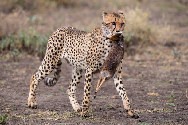 February Wildlife Safari in Serengeti National Park: The Magic of Calving Season