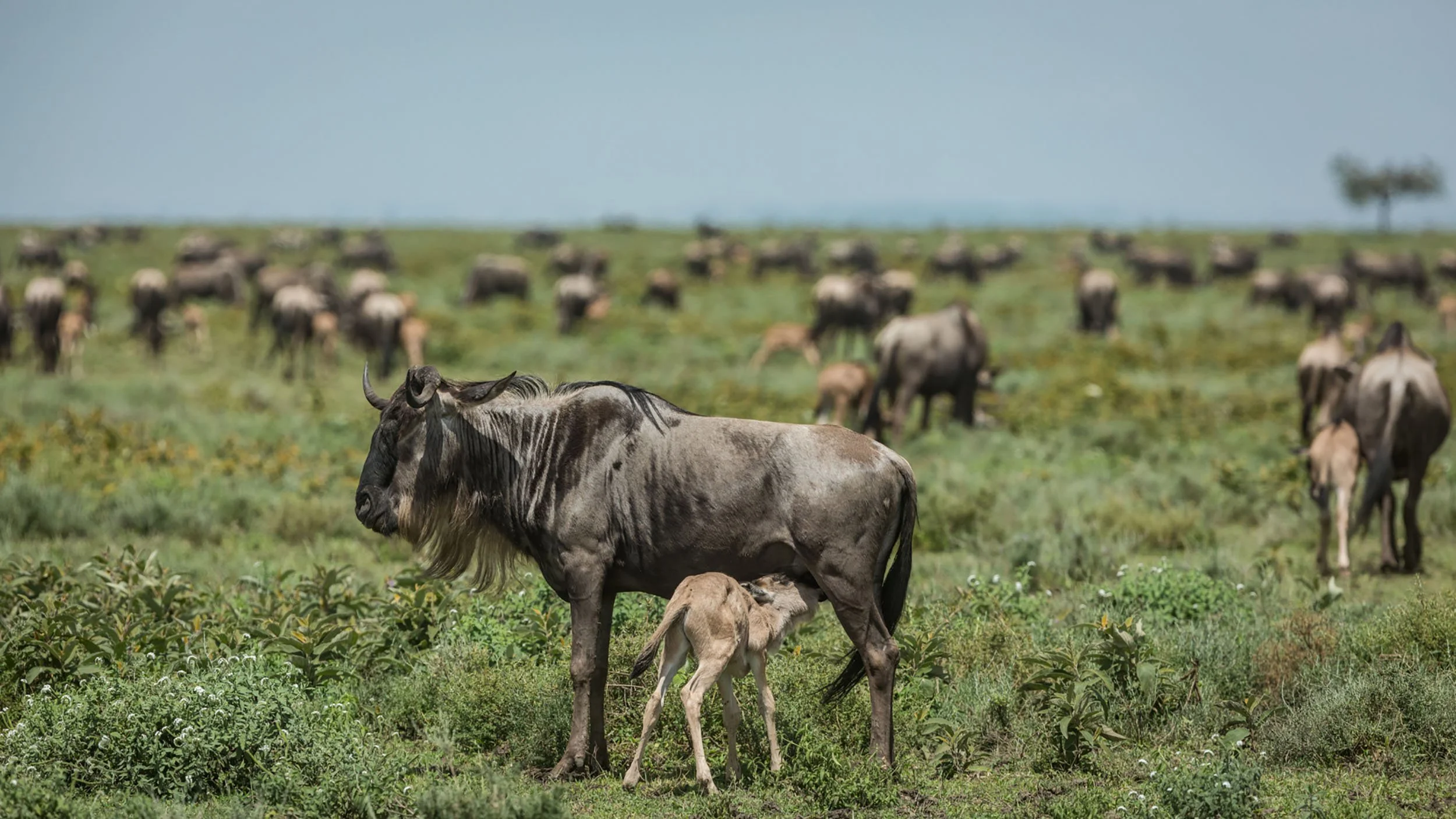 Planning a February Safari in Serengeti National Park? Here’s Why Calving Season Matters Planning a February Safari in Serengeti National Park? Here’s Why Calving Season Matters
