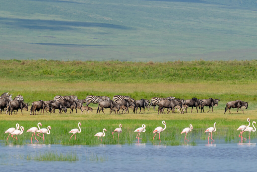 Planning a February Safari in Serengeti National Park? Here’s Why Calving Season Matters Planning a February Safari in Serengeti National Park? Here’s Why Calving Season Matters