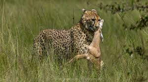 Planning a February Safari in Serengeti National Park? Here’s Why Calving Season Matters Planning a February Safari in Serengeti National Park? Here’s Why Calving Season Matters