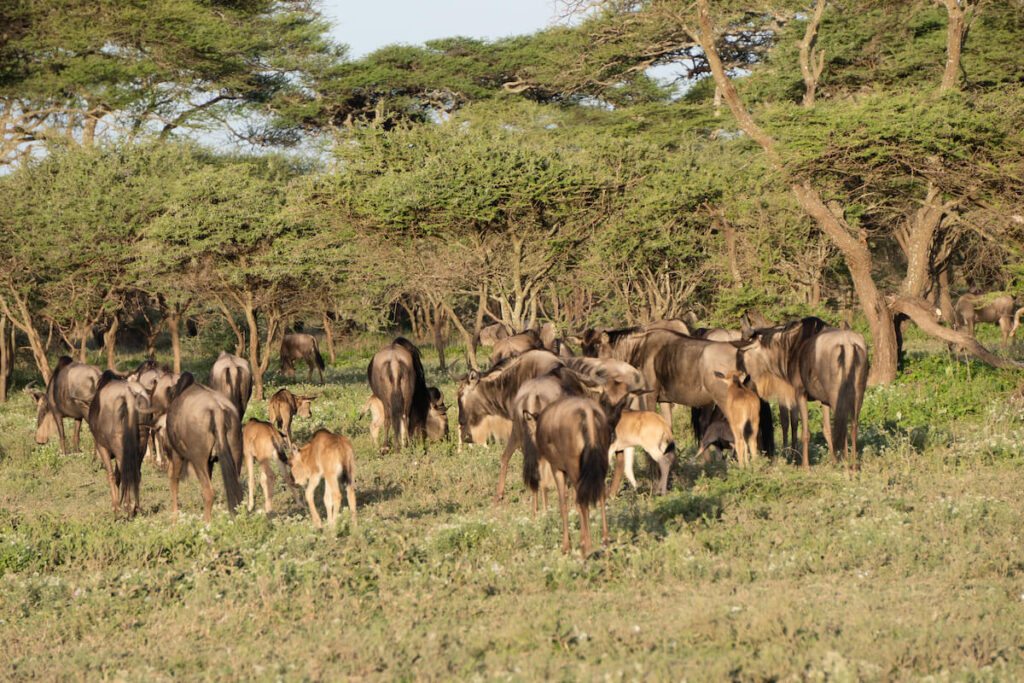 Serengeti National Park Calving Season: Why February Is a Photographer’s Dream Serengeti National Park Calving Season: Why February Is a Photographer’s Dream