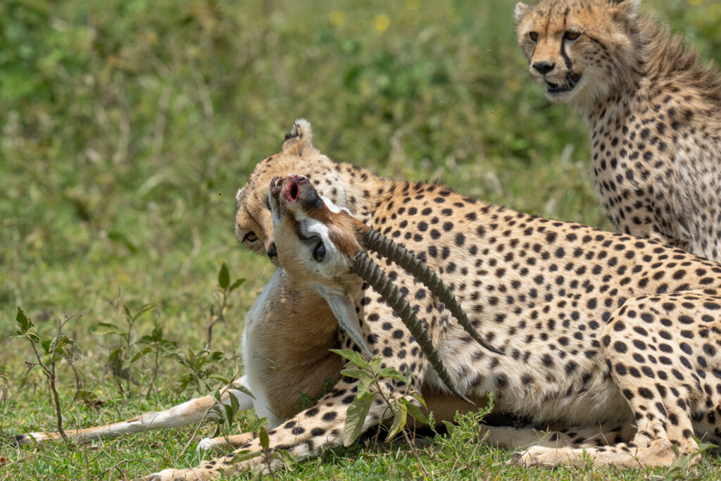 Serengeti National Park Calving Season: Why February Is a Photographer’s Dream Serengeti National Park Calving Season: Why February Is a Photographer’s Dream