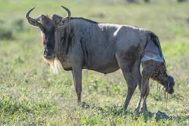Serengeti National Park Calving Season: Why February Is a Photographer’s Dream Serengeti National Park Calving Season: Why February Is a Photographer’s Dream
