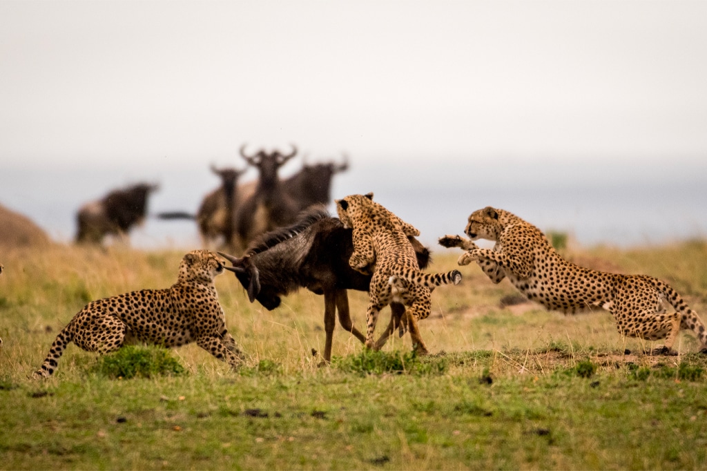 Why February Is a Special Time in the Serengeti Why February Is a Special Time in the Serengeti