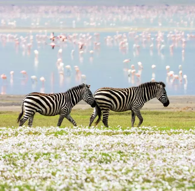 serengeti-green-season-safari-february.jpg serengeti-green-season-safari-february.jpg
