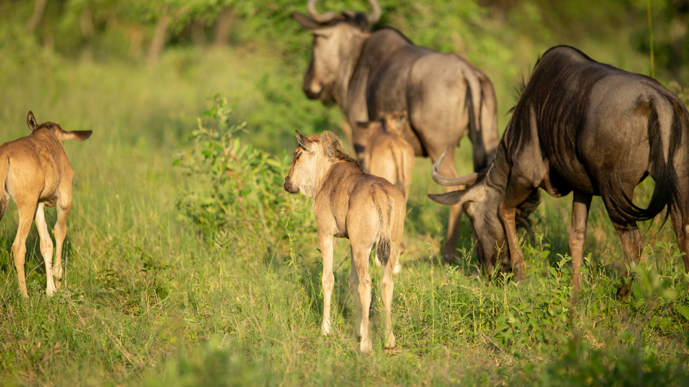 Romantic February Safari in Serengeti National Park: A Calving Season Escape