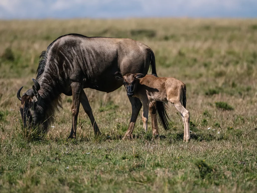 Luxury Safari in February: Discover the Calving Season in Serengeti National Park Luxury Safari in February: Discover the Calving Season in Serengeti National Park