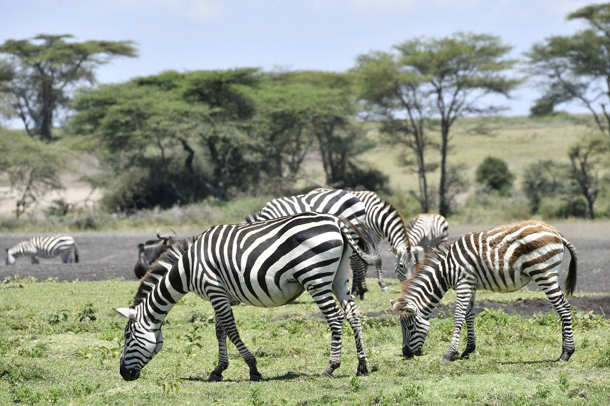 Why February Is One of the Best Months for a Tanzania Safari Why February Is One of the Best Months for a Tanzania Safari