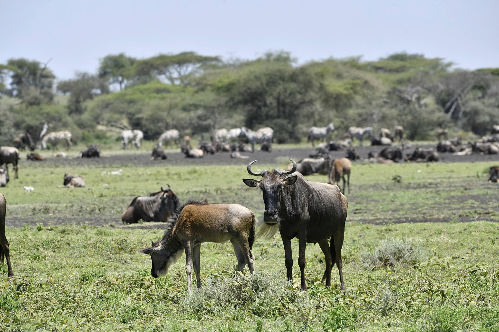 Why February Is One of the Best Months for a Tanzania Safari Why February Is One of the Best Months for a Tanzania Safari