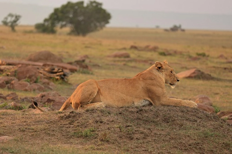 February in Tanzania: The Perfect Blend of Wildlife, Weather & Adventure