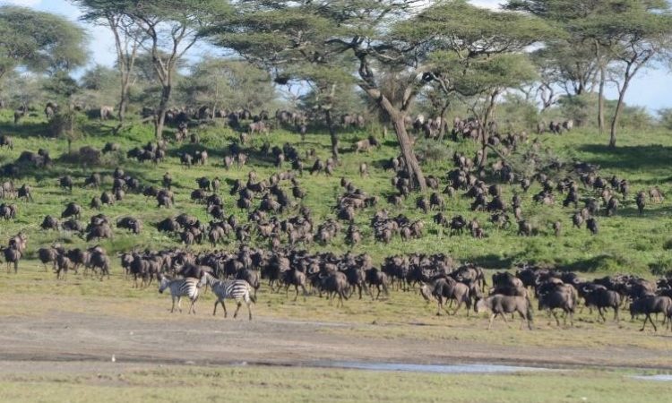 Discover Tanzania in February: Northern Circuit & Zanzibar Adventures Discover Tanzania in February: Northern Circuit & Zanzibar Adventures