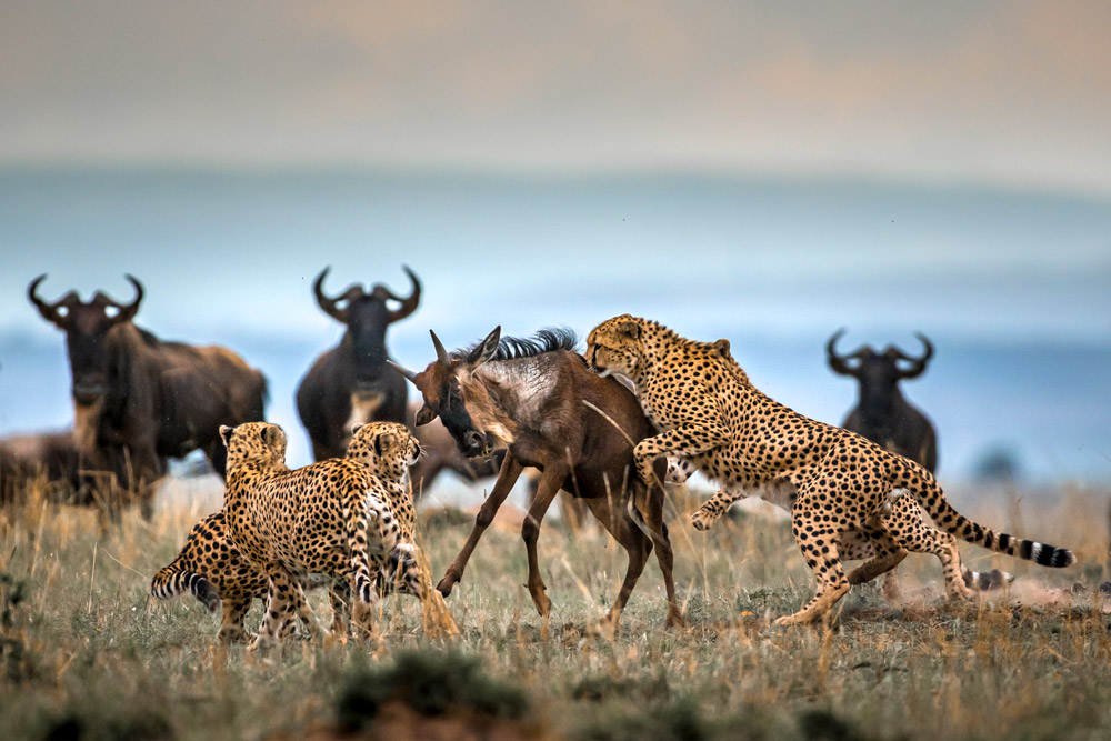 What to Expect on a Tanzania Safari in February: Discover Ndutu What to Expect on a Tanzania Safari in February: Discover Ndutu