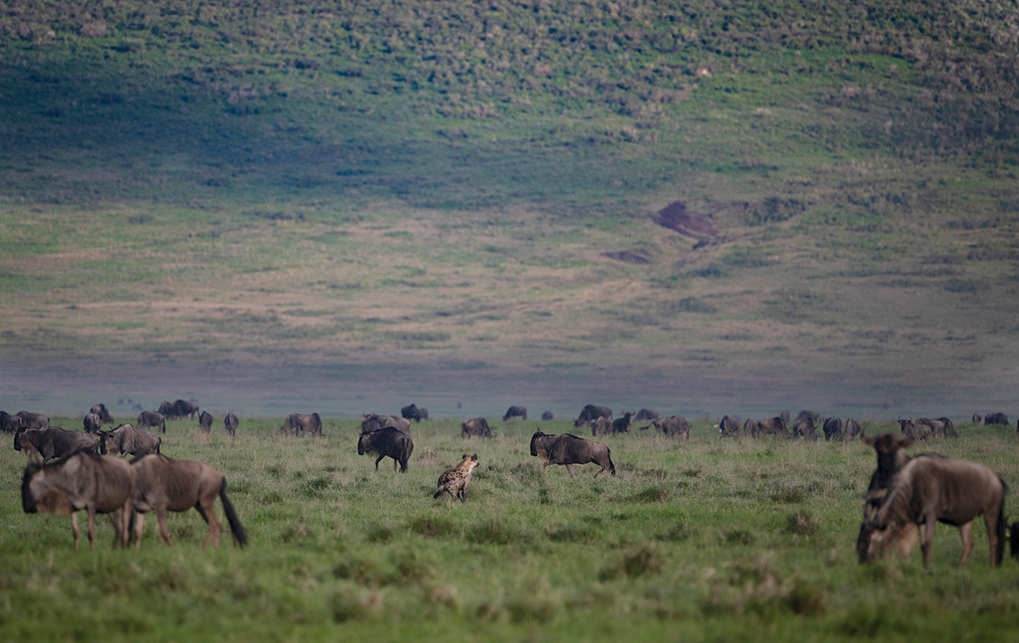 What to Expect on a Tanzania Safari in February: Discover Ndutu What to Expect on a Tanzania Safari in February: Discover Ndutu