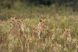 Tanzania in February: The Ultimate Safari Experience Tanzania in February: The Ultimate Safari Experience