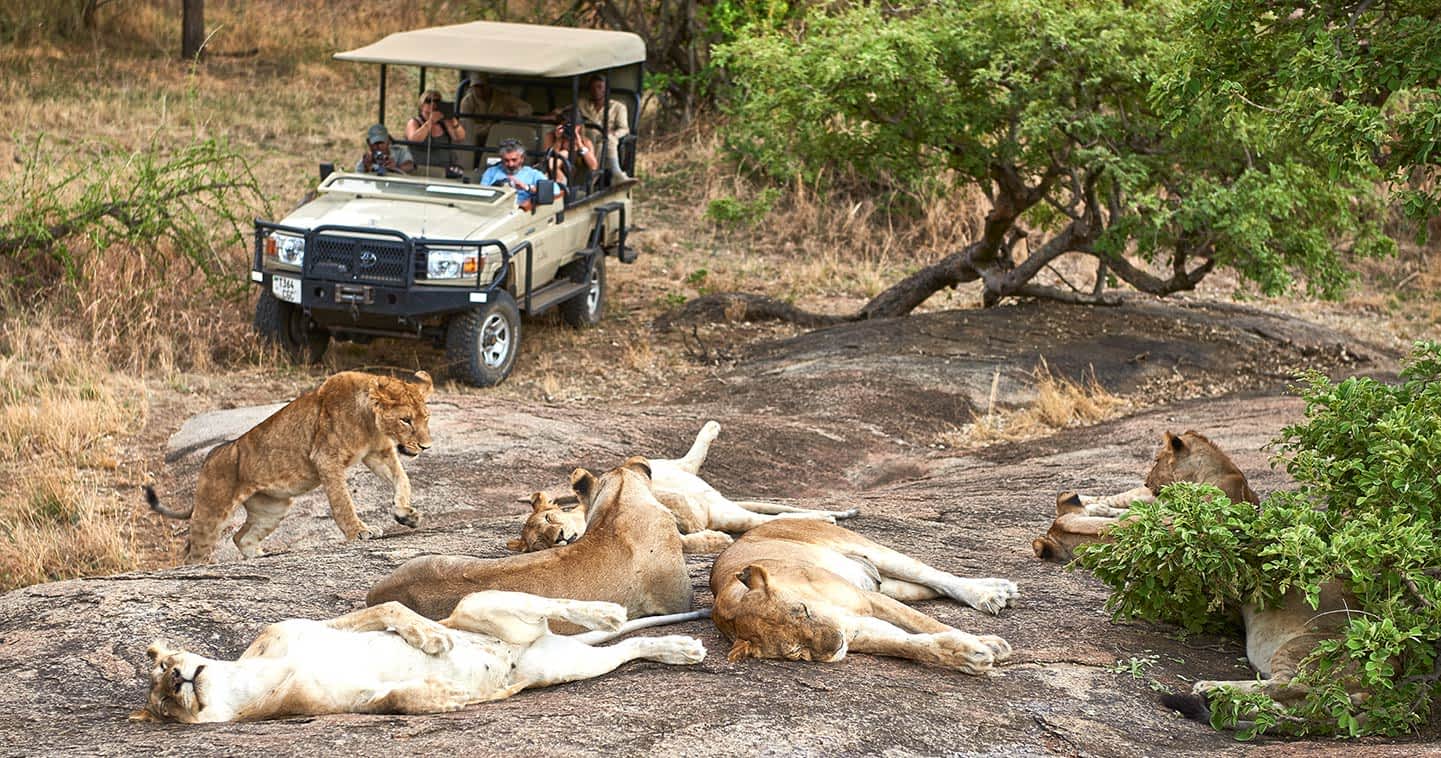 Tanzania in February: The Ultimate Safari Experience Tanzania in February: The Ultimate Safari Experience