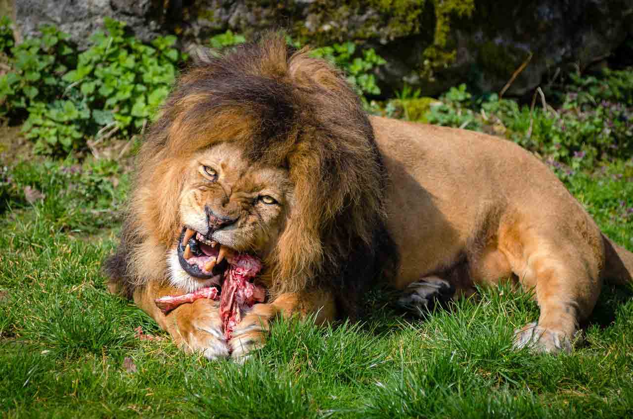 From Savannah to Crater: Tanzania&rsquo;s February Safari Highlights