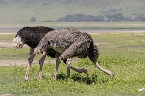Planning Your Tanzania Safari for February: Everything You Need to Know Planning Your Tanzania Safari for February: Everything You Need to Know