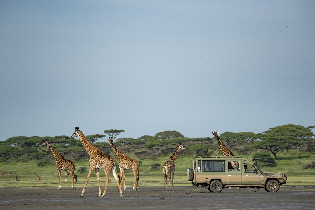 Planning Your Tanzania Safari for February: Everything You Need to Know Planning Your Tanzania Safari for February: Everything You Need to Know
