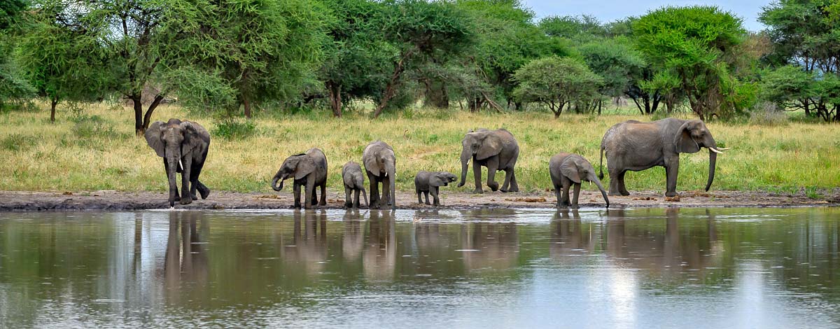 Is February a Good Time for a Tanzania Safari? A Complete Guide Is February a Good Time for a Tanzania Safari? A Complete Guide