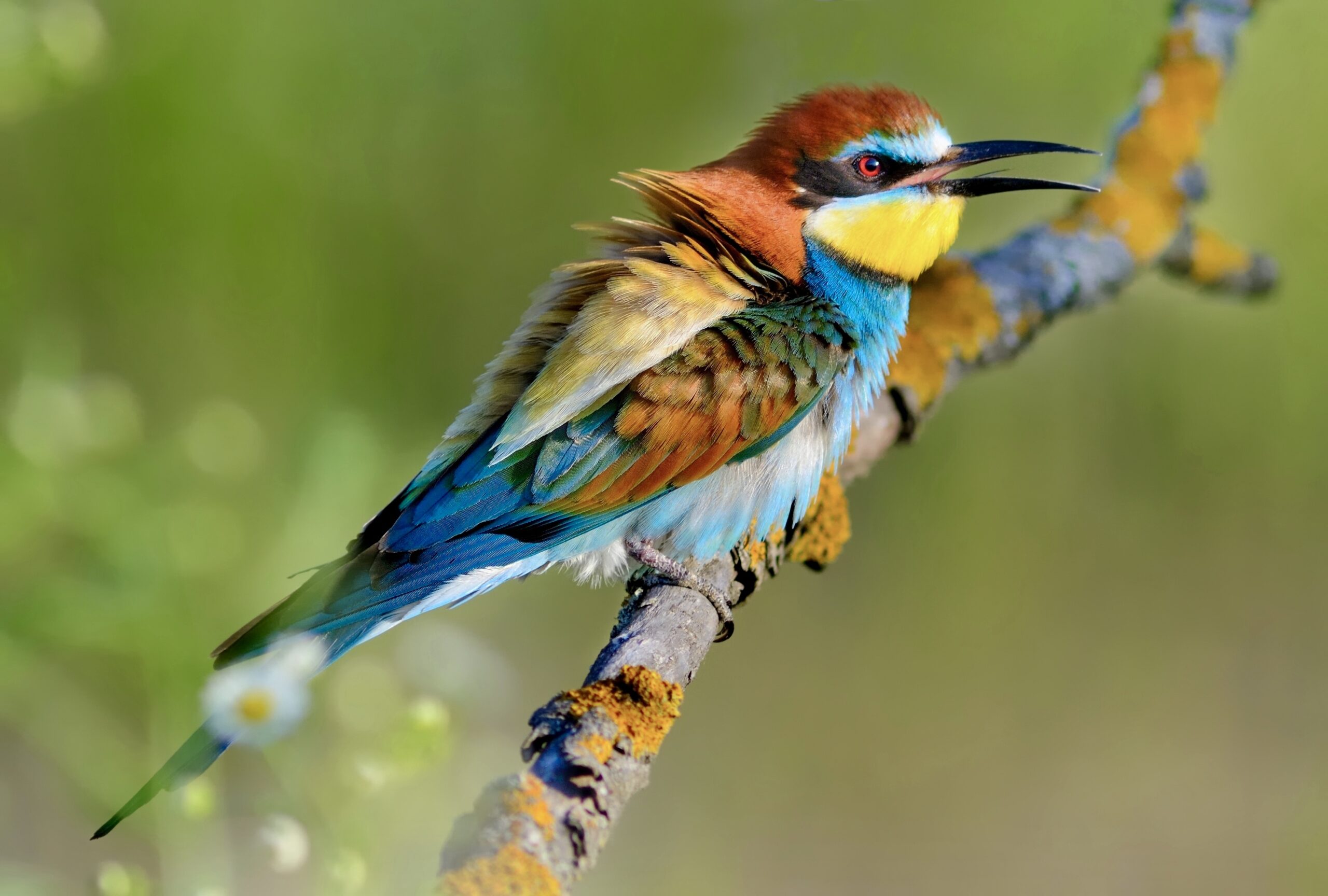 Is February a Good Time for a Tanzania Safari? A Complete Guide Is February a Good Time for a Tanzania Safari? A Complete Guide