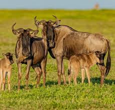 Is February a Good Time for a Tanzania Safari? A Complete Guide Is February a Good Time for a Tanzania Safari? A Complete Guide