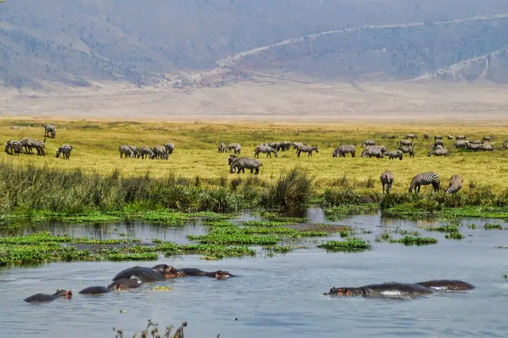 Is March a Good Time to Visit Tanzania? (2026 Travel Guide by Tanzania Safari Source)