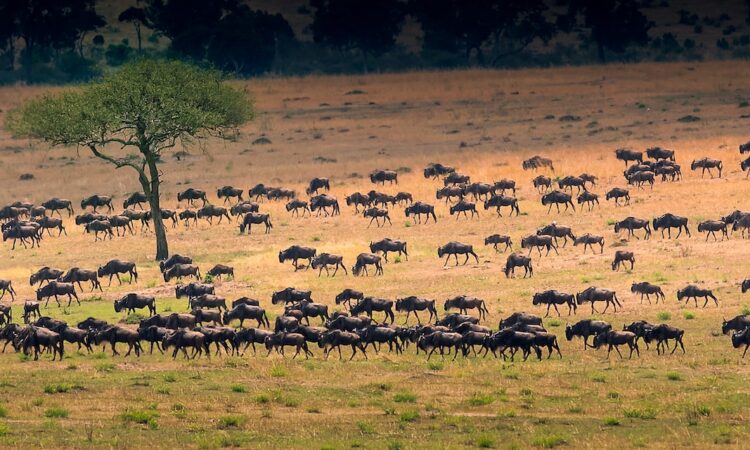 Trusted Local Safari Company for First-Time Travelers Trusted Local Safari Company for First-Time Travelers