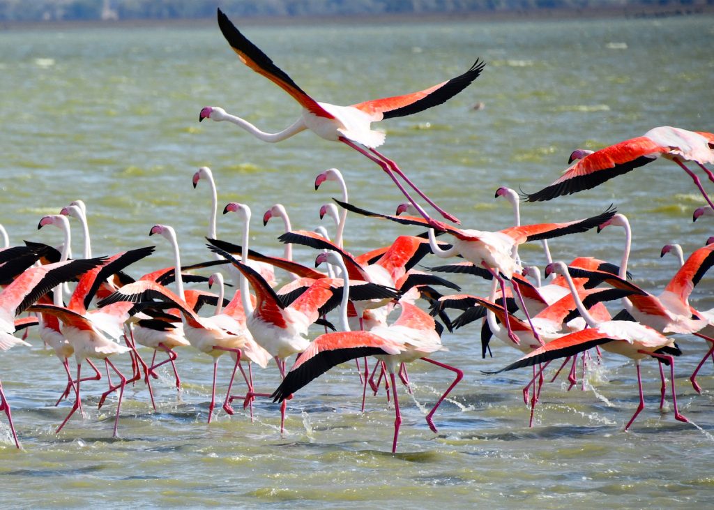 Tanzania Safari for Couples, Families and Solo Travelers This March Tanzania Safari for Couples, Families and Solo Travelers This March