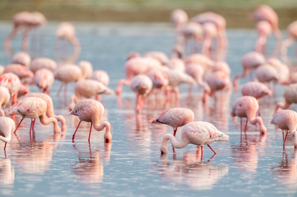Ndutu Wildlife Safari with Tanzania Safari Source: What Animals Can You See? Ndutu Wildlife Safari with Tanzania Safari Source: What Animals Can You See?