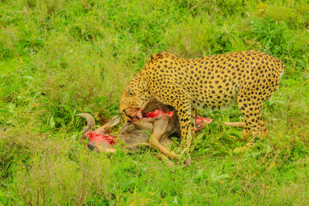 Ndutu Wildlife Safari with Tanzania Safari Source: What Animals Can You See? Ndutu Wildlife Safari with Tanzania Safari Source: What Animals Can You See?