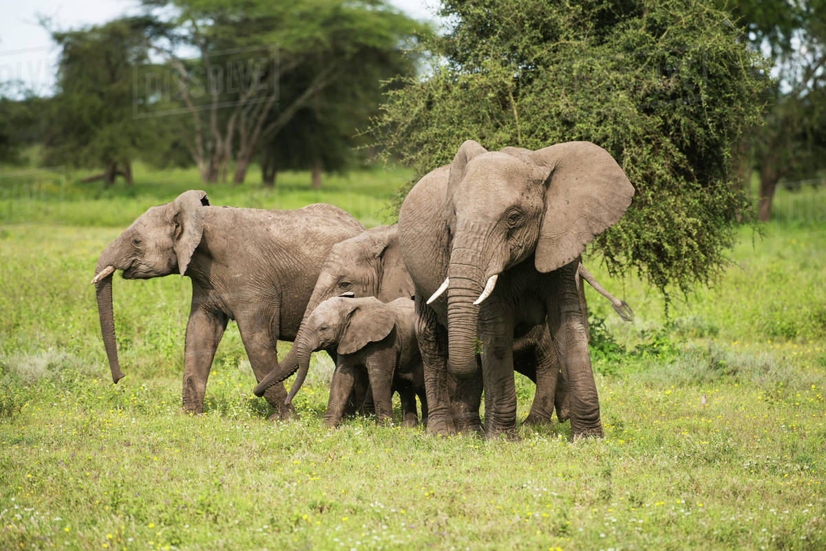 Ndutu Wildlife Safari with Tanzania Safari Source: What Animals Can You See? Ndutu Wildlife Safari with Tanzania Safari Source: What Animals Can You See?