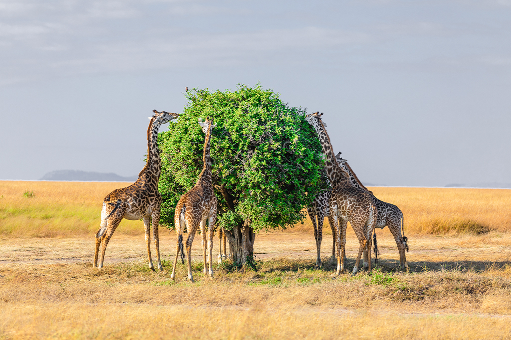 Tanzania Safari Source Small Group Safari vs Exclusive Safari Experience: Which Adventure Is Right for You? Tanzania Safari Source Small Group Safari vs Exclusive Safari Experience: Which Adventure Is Right for You?