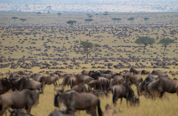How Much Does a Tanzania Safari Cost in 2026? Complete Price Guide How Much Does a Tanzania Safari Cost in 2026? Complete Price Guide