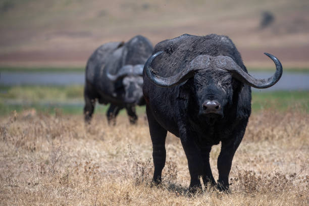 How Much Does a Tanzania Safari Cost in 2026? Complete Price Guide How Much Does a Tanzania Safari Cost in 2026? Complete Price Guide