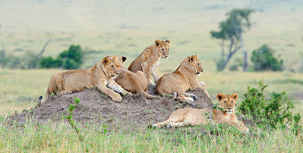 Top 7 Northern Circuit National Parks to Visit in Tanzania Top 7 Northern Circuit National Parks to Visit in Tanzania