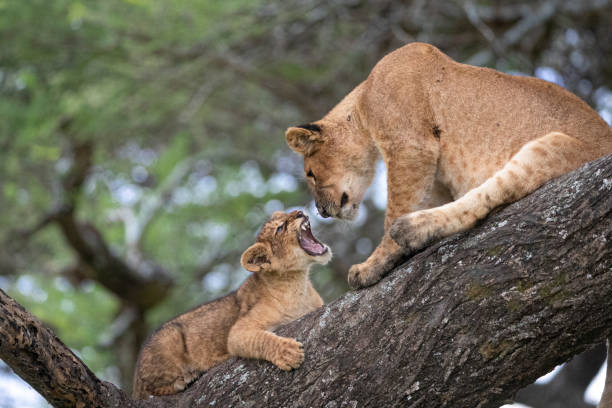 Top 7 Northern Circuit National Parks to Visit in Tanzania Top 7 Northern Circuit National Parks to Visit in Tanzania