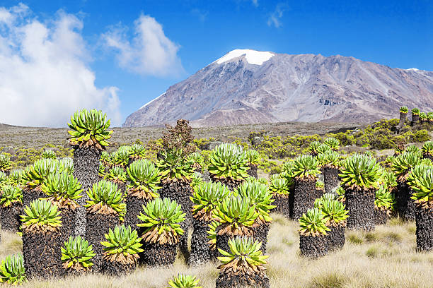 Top 7 Northern Circuit National Parks to Visit in Tanzania Top 7 Northern Circuit National Parks to Visit in Tanzania