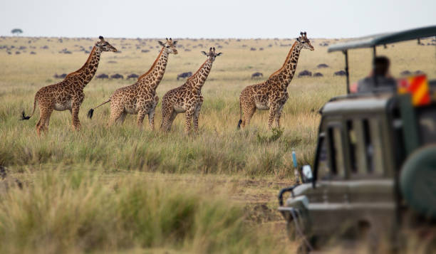 Best Tanzania Safari Itinerary for 5 Days – Our Complete Guide Best Tanzania Safari Itinerary for 5 Days – Our Complete Guide