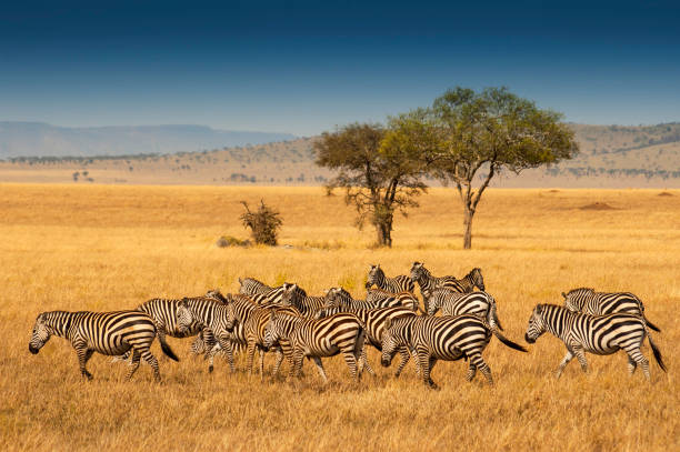 Best Tanzania Safari Itinerary for 5 Days – Our Complete Guide Best Tanzania Safari Itinerary for 5 Days – Our Complete Guide