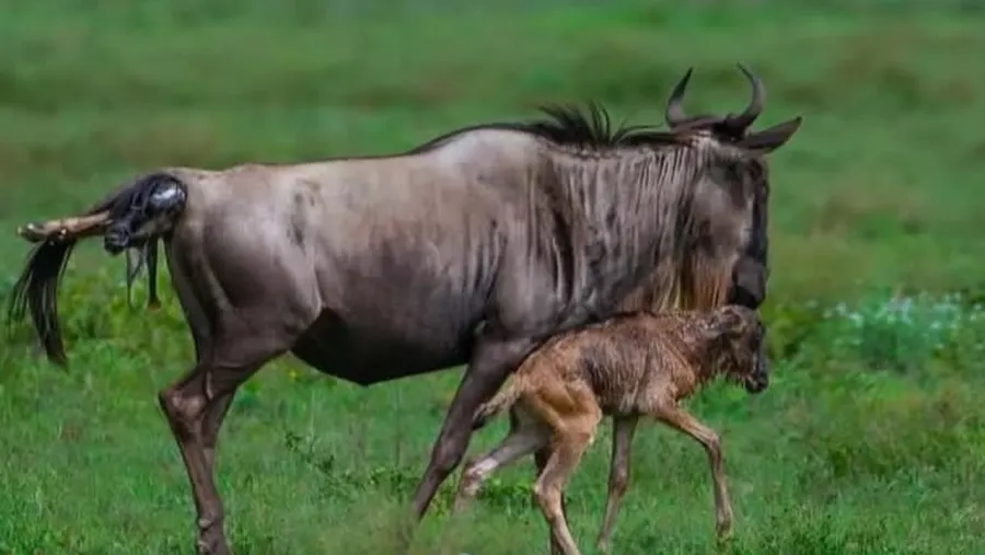 Luxury Safari in Ndutu: Top Camps and Lodges to Book Luxury Safari in Ndutu: Top Camps and Lodges to Book