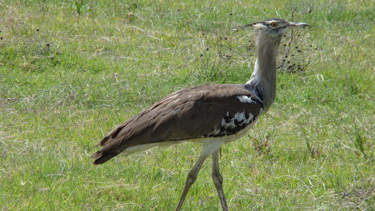 Ngorongoro Crater Safari Guide: What to Expect Ngorongoro Crater Safari Guide: What to Expect