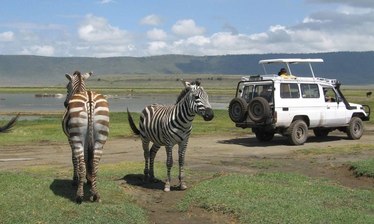 Ngorongoro Crater Safari Guide: What to Expect Ngorongoro Crater Safari Guide: What to Expect