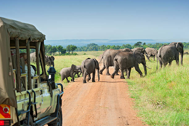 Tanzania Safari Packages for 2026: Your Ultimate Adventure Tanzania Safari Packages for 2026: Your Ultimate Adventure