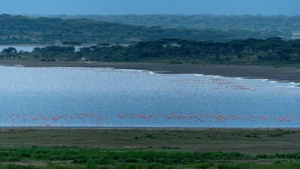 Tanzania Safari Packages for 2026: Your Ultimate Adventure Tanzania Safari Packages for 2026: Your Ultimate Adventure