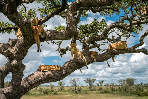 Luxury Safari in Tanzania: How to Experience Africa in Style Luxury Safari in Tanzania: How to Experience Africa in Style
