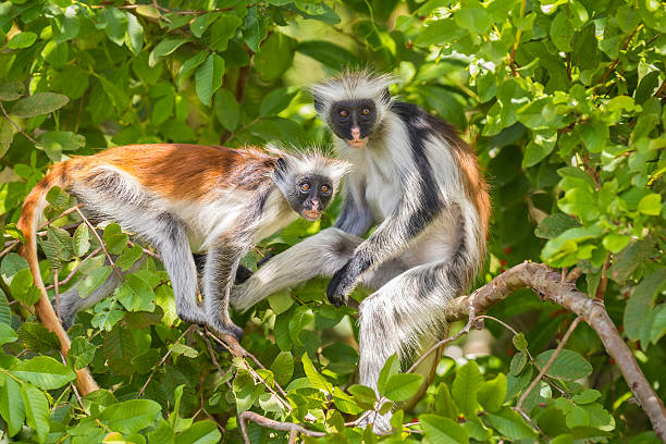 Luxury Safari in Tanzania: How to Experience Africa in Style Luxury Safari in Tanzania: How to Experience Africa in Style
