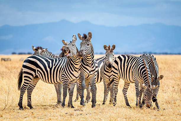 Best Time to Visit Tanzania for an Unforgettable Safari Best Time to Visit Tanzania for an Unforgettable Safari